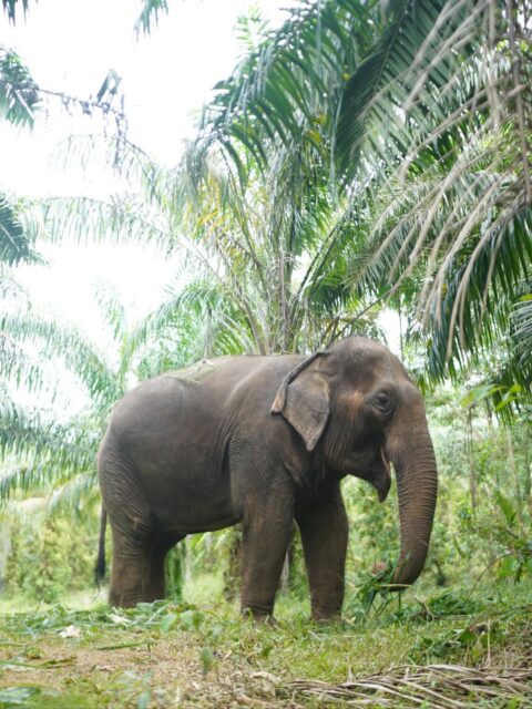 🐘✨ Ethical Elephant Sanctuary with Vicky (Farang laeng Tai)
No touching. No riding. No tricks.
Just watching elephants live the way they should — free, calm, and natural. 🌿
.laeng.tai joined us to show what real ethical tourism looks like.
When you give elephants space, you feel their presence even stronger. Respect becomes the connection.
Thailand’s nature doesn’t need control — it needs understanding. 🌏💚
https://www.thaispiritlife.com/ethical-no-touching-elephant-tour/
#ThaiSpiritLife #FarangLaengTai #ElephantSanctuary #EthicalTourism #KrabiThailand #EcoTravel #SustainableThailand #AnimalWelfare #TravelResponsibly #ElephantLove #NatureEducation #NoRiding #WildAndFree #ThaiSpiritLifeJourney