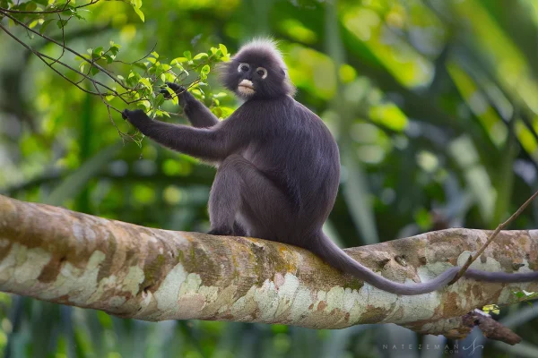 Dusky Langur (Spectacled Leaf Monkey)
