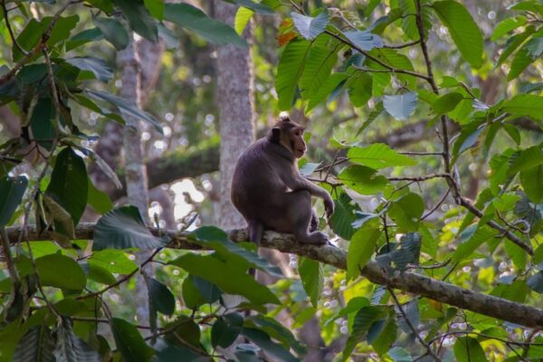 Macaques (Long-tailed Macaque)