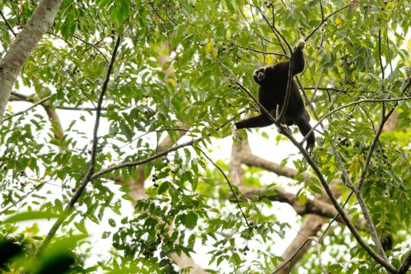 Pileated Gibbon