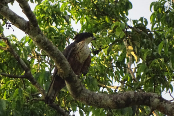 Rufous-bellied Eagle