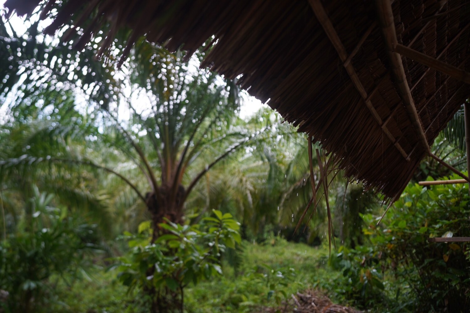 S__5497075_0